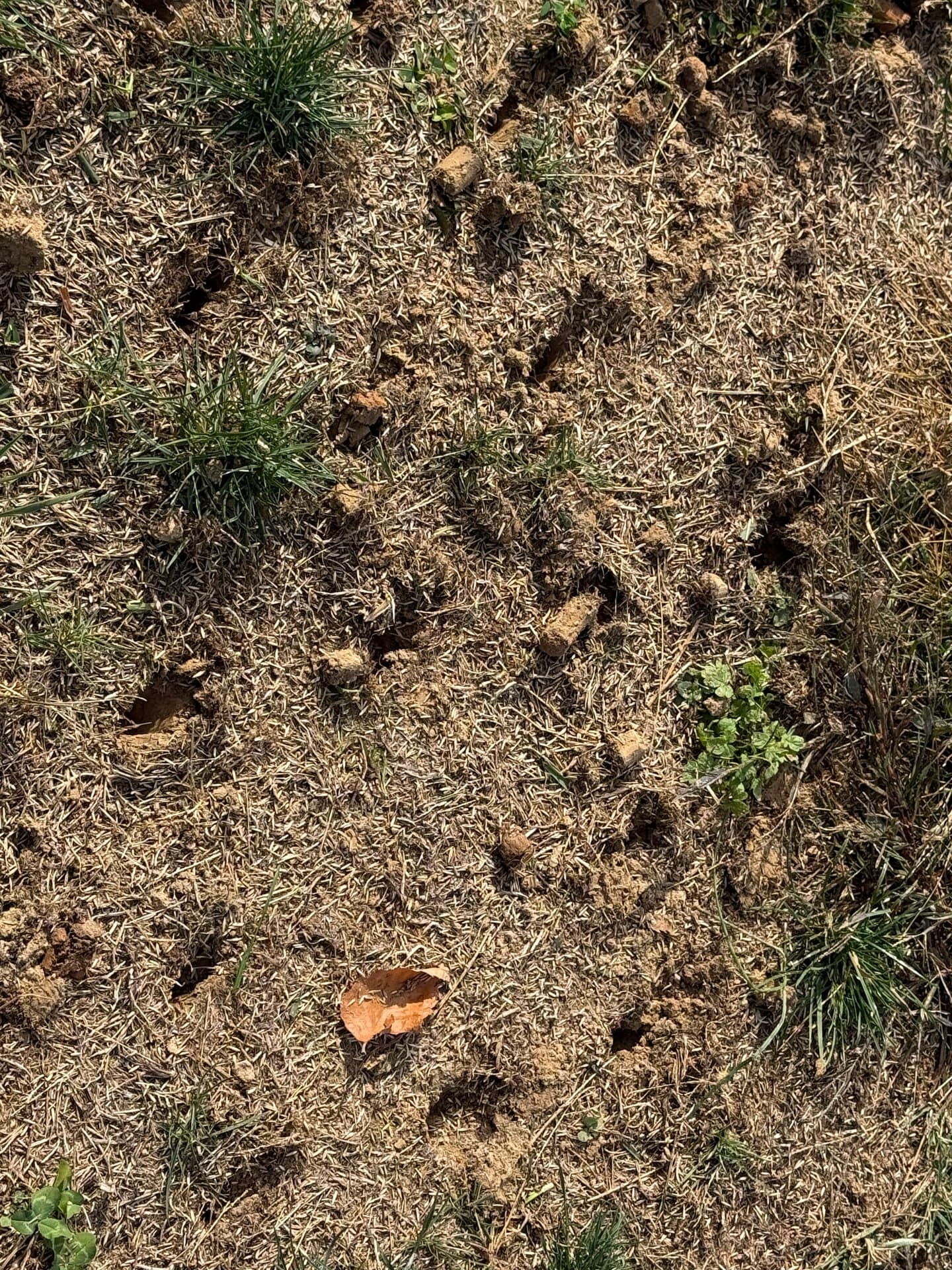 Close-up of lawn aeration by Redline